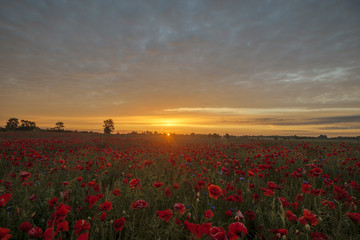 Fototapeta na wymiar Sunset over a poppy meadow