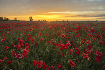 Fototapeta na wymiar Sunset over a poppy meadow