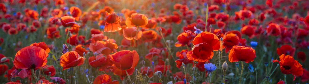 Poppy meadow in the light of the setting sun, poppy and cornflower © Mike Mareen