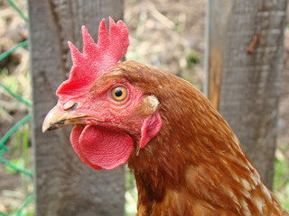 Red hen close up