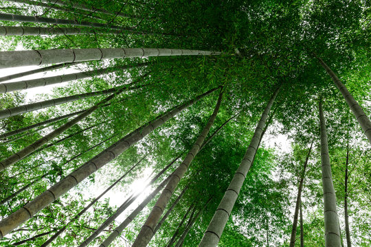 Green bamboo trees during the sunny day captured near Magome village in Japan rural area