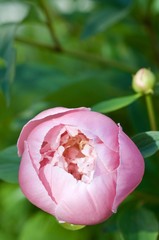 Bud of paeonia lactiflora