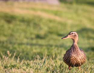 Female Mallard Duck Standing in Green Grassy Field
