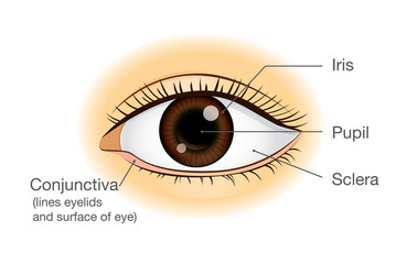 Human eye anatomy in front view. Illustration about physical.
