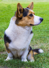 the Corgi dog sitting on the grass. Corgi dog. Pembroke Welsh Corg.  Dog Welsh Corgi posing outdoors.