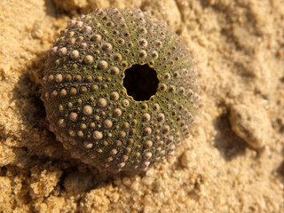 sea urchin on sand