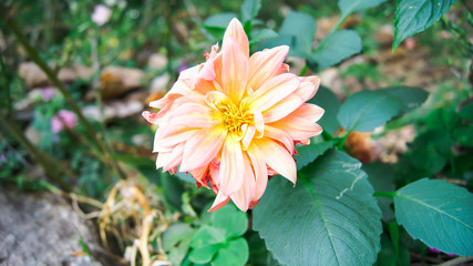 Beautiful Pink Flower close up