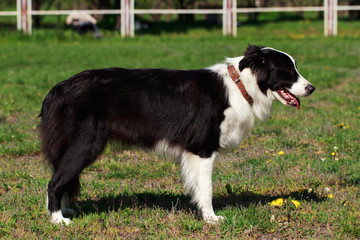 dog breed Border Collie