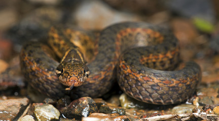 Beautiful snake on ground with the tongue, Mountain keelback (Amphiesma cf.khasiense)