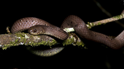 Beautiful brown snake, Pareas