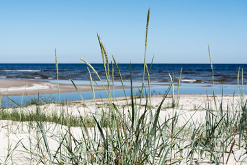 Green grass on Baltic beach.