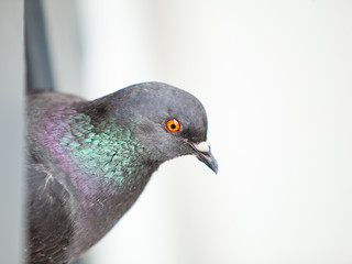 TaubeBird1