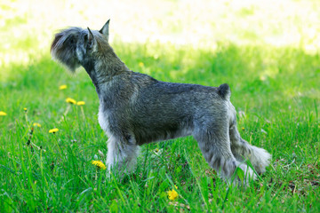 dog breed miniature schnauzer