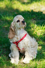 puppy American Cocker Spaniel