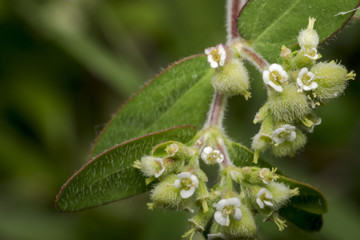 Tiny circaea nightshade enchanter flowers