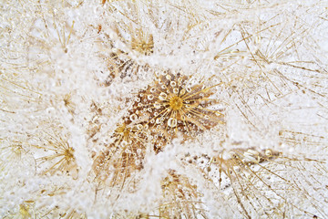 Isolated dandelion with dew as background. Close-up of dewdrop on the head of dandelion.
