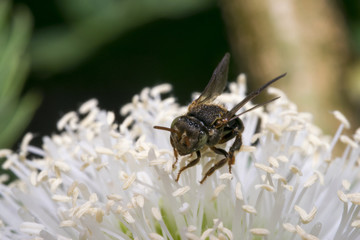 Little black wasp on some flowers