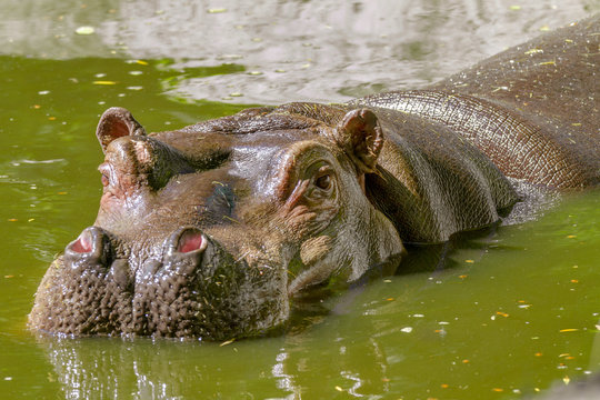 large mammal of a wild animal, hippopotamus in water