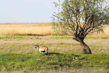 Goat grazing in meadow near dry reeds bulrush