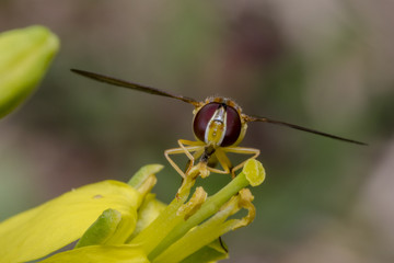Tiny episyrphus balteatus insect on a primrose flower