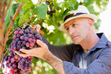 Man standing in vineyard