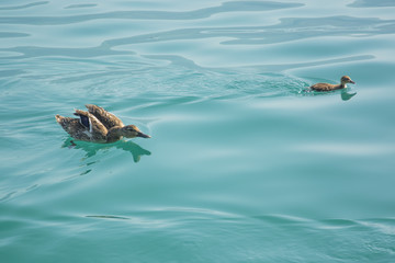 A Duck and Duckling Swimming in Lake Geneva, Switzerland on a Sunny, Summer Day