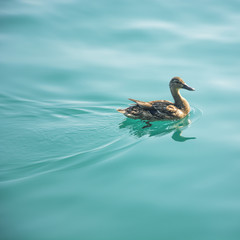 A Duck Swimming in Lake Geneva, Switzerland on a Sunny, Summer Day