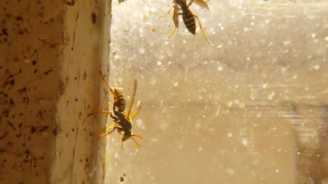 Two Wasp Crowl on Dirty Window in Web Close up