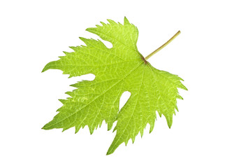 Grape leaf on a white background