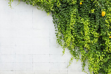 Green ivy plant on white cement wall. Outdoor garden decoration