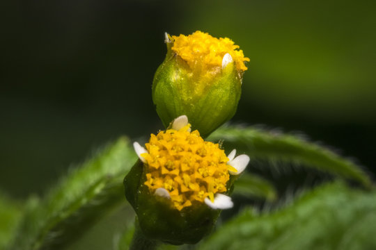 Little galinsoga flowers in a garden