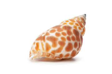 Seashell isolated on white background