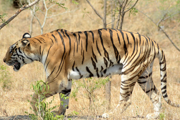 Naklejka na ściany i meble The Bengal tiger (Panthera tigris tigris) 