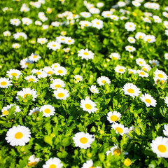 summer field of blooming daisy flowers