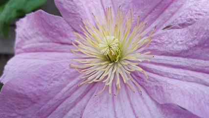 Poster Close up van een bloeiende clematis © emieldelange