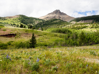 Naklejka premium Alpine scenery in Waterton Lakes national park, Canada