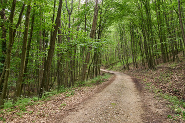 Obraz premium Gravel road through forest