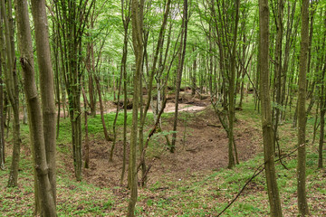 Deciduous forest landscape