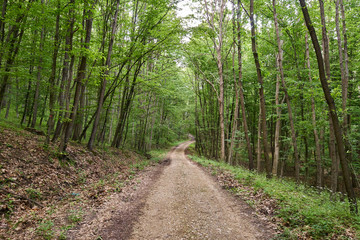 Gravel road through forest