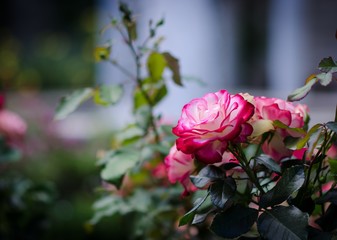 Red and white rose