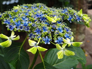 ガクアジサイ（大島緑花）