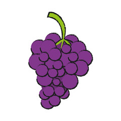 Sweet fruit grapes icon vector illustration design graphic draw