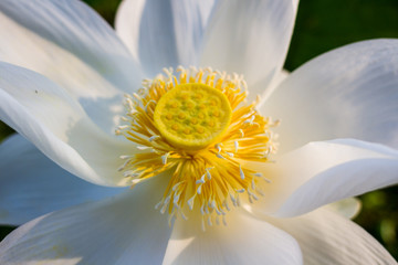 White lotus flower. Close-up