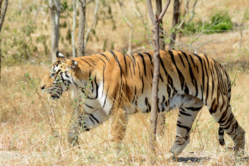 Fototapeta na wymiar The Bengal tiger (Panthera tigris tigris) 
