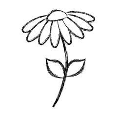 beautiful flower icon over white background vector illustration