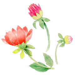 Wildflower dahlia flower in a watercolor style isolated.