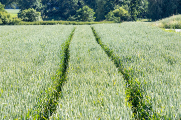 Tracks in the young wheat field, spring texture background