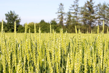 Young green wheat on the field