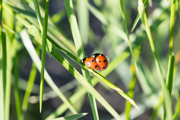 Two ladybirds together on a leaf