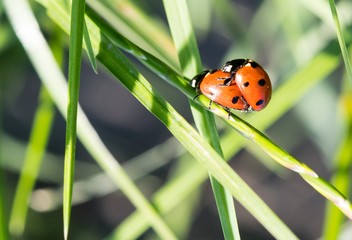 Two ladybirds together on a leaf